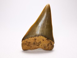 shark tooth: CARCHARODON HASTALIS,  Miocene-Pliocene, Belgium