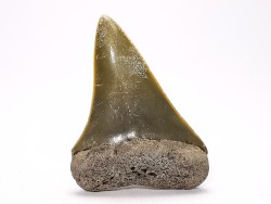 shark tooth: CARCHARODON HASTALIS,  Miocene-Pliocene, Belgium