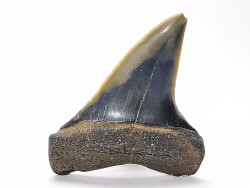 shark tooth: CARCHARODON HASTALIS,  Miocene-Pliocene, Belgium