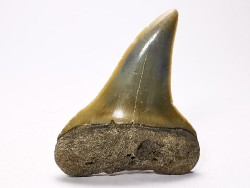 shark tooth: CARCHARODON HASTALIS,  Miocene-Pliocene, Belgium