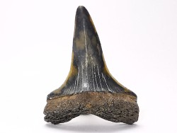 shark tooth: CARCHARODON HASTALIS,  Miocene-Pliocene, Belgium
