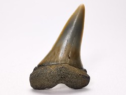 shark tooth: CARCHARODON HASTALIS,  Miocene-Pliocene, Belgium