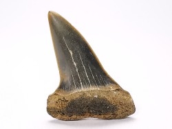 shark tooth: CARCHARODON HASTALIS,  Miocene-Pliocene, Belgium