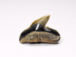shark tooth: GALEOCERDO ADUNCUS,  Miocene, Belgium
