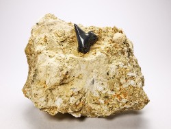 Shark tooth: Pseudocorax affinis, Late Cretaceous,  Eben-Emael, Belgium