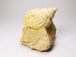 Gastropod : Microschiza clathrata - Hettangian - Brouch, Luxembourg