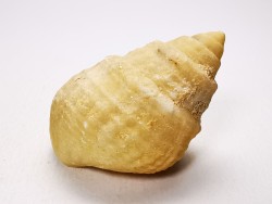 Gastéropode : Microschiza clathrata - Hettangien - Brouch, Luxembourg