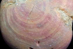 Solenopora ( Algue bleue) - Kimmeridgien - Charente Maritime, FRANCE