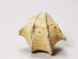 Brachiopod Cheirothyris fleuriausa - Oxfordian -  La Rochelle, FRANCE