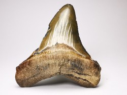 shark teeth: Carcharodon megalodon - Miocene (USA)