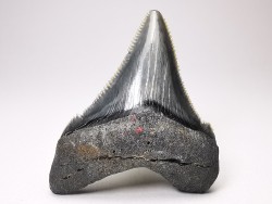Dent de requin: Carcharodon megalodon, Miocène (USA)