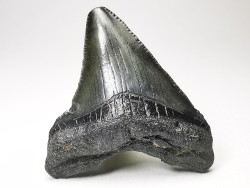shark teeth: Carcharodon megalodon - Miocene (USA)