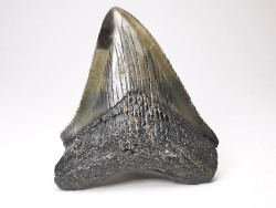 shark teeth: Carcharodon megalodon - Miocene (USA)