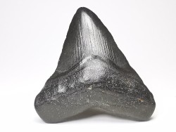 shark teeth: Carcharodon megalodon - Miocene (USA)