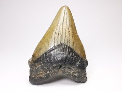 shark teeth: Carcharodon megalodon - Miocene (USA)