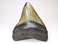 Dent de requin: Carcharodon megalodon, Miocène (USA)