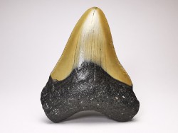 Dent de requin: Carcharodon megalodon, Miocène (USA)