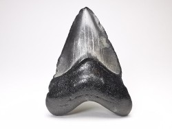 Dent de requin: Carcharodon megalodon, Miocène (USA)