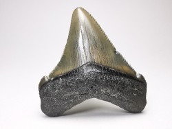 Dent de requin: Carcharodon megalodon, Miocène (USA)