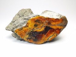 AMBER from Albian of Provence – FRANCE