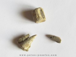reptile tooth:  RUTIODON RUETIMEYERI (4)
