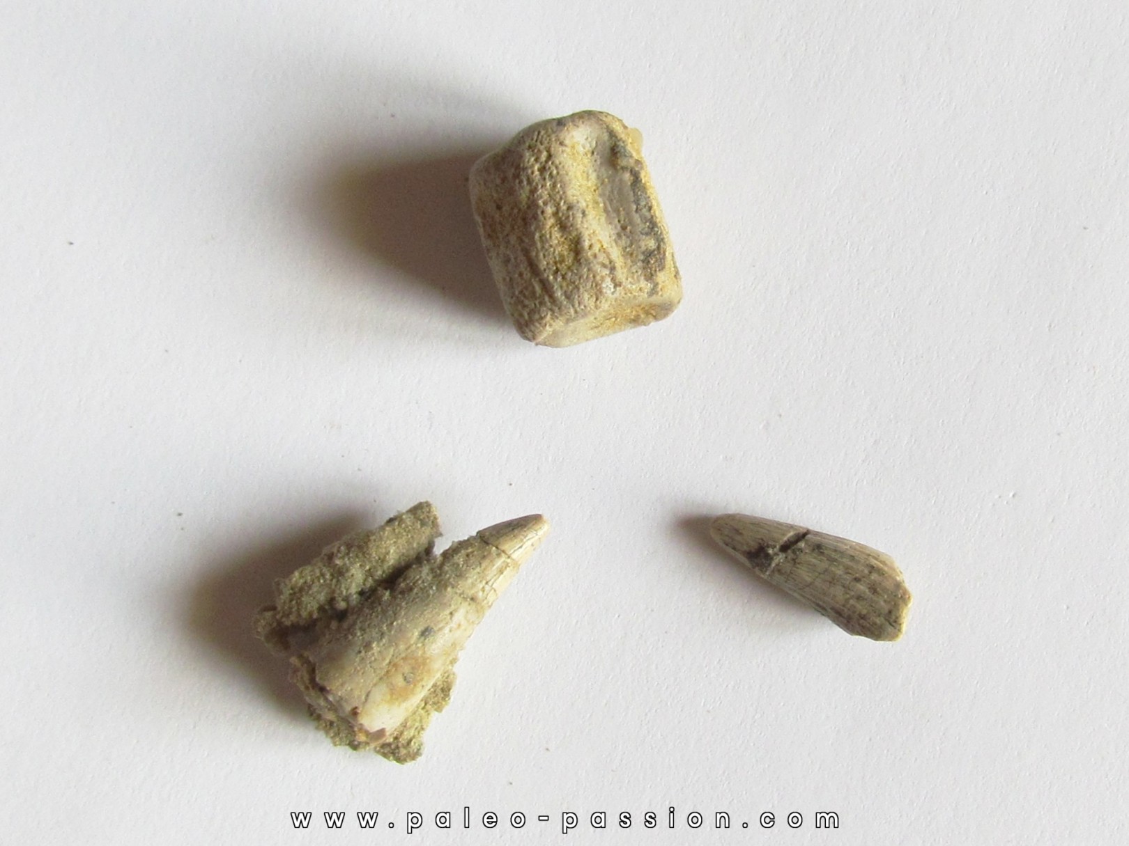 reptile tooth:  RUTIODON RUETIMEYERI (4) reptile tooth:  RUTIODON RUETIMEYERI (4)