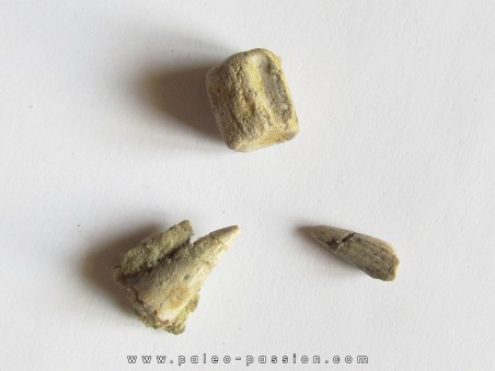 reptile tooth:  RUTIODON RUETIMEYERI (4)