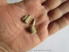 reptile tooth:  RUTIODON RUETIMEYERI (4) reptile tooth:  RUTIODON RUETIMEYERI (4)