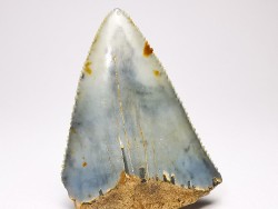 Dent fossile du GRAND REQUIN BLANC : Carcharodon carcharias