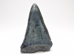 Fossil tooth of Great white shark: Carcharodon carcharias