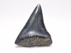 Dent fossile du GRAND REQUIN BLANC : Carcharodon carcharias