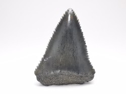 Dent fossile du GRAND REQUIN BLANC : Carcharodon carcharias