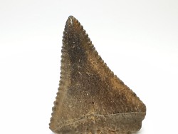 Dent fossile du GRAND REQUIN BLANC : Carcharodon carcharias