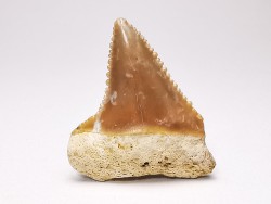 Dent fossile du GRAND REQUIN BLANC : Carcharodon carcharias