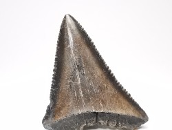 Fossil tooth of Great white shark: Carcharodon carcharias