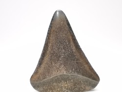 Dent fossile du GRAND REQUIN BLANC : Carcharodon carcharias