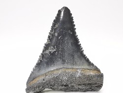 Fossil tooth of Great white shark: Carcharodon carcharias