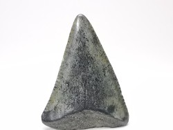 Dent fossile du GRAND REQUIN BLANC : Carcharodon carcharias