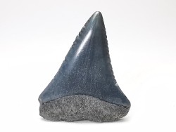 Dent fossile du GRAND REQUIN BLANC : Carcharodon carcharias