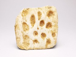 Crocodile Scute from Cretaceous of Khouribga - Morocco