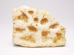 Crocodile Scute from Cretaceous of Khouribga - Morocco