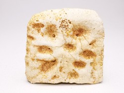 Crocodile Scute from Cretaceous of Khouribga - Morocco