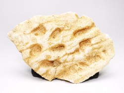 Crocodile Scute from Cretaceous of Khouribga - Morocco