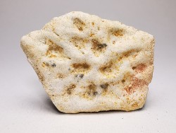 Crocodile Scute from Cretaceous of Khouribga - Morocco