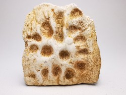 Crocodile Scute from Cretaceous of Khouribga - Morocco