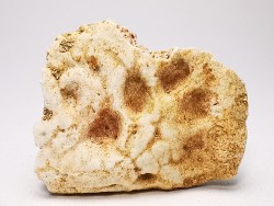 Scute de crocodile du Crétacé de Khouribga - Maroc