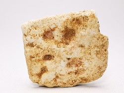 Crocodile Scute from Cretaceous of Khouribga - Morocco