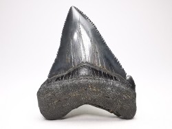 shark teeth: Carcharodon megalodon - Miocene (USA)