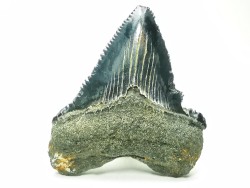 Dent de requin: Carcharodon megalodon, Miocène (USA)