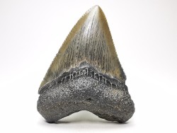 Dent de requin: Carcharodon megalodon, Miocène (USA)
